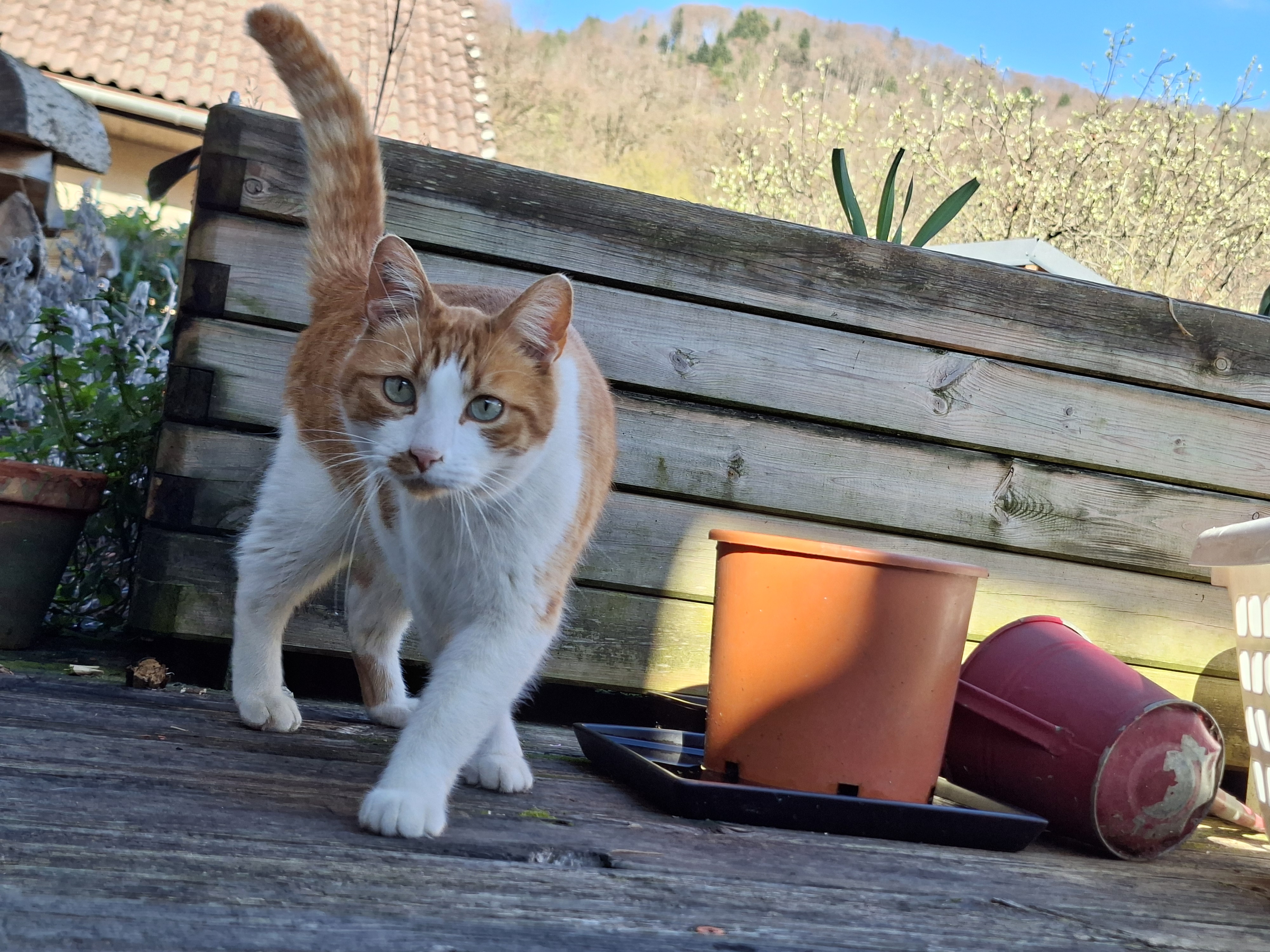 Chat roux en plein bien-être, accompagné en naturopathie animale à Cluses